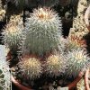 Copiapoa_tigrillensis